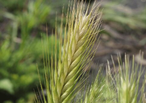 In the spring, foxtails are soft and bushy. In the summer, they dry out and become sharp and dangerous to our dogs. ©Whole Dog Journal